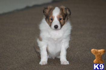 Shetland Sheepdog Puppies for Sale